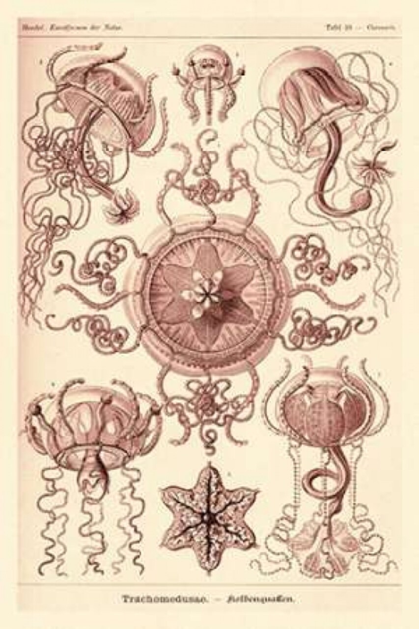 Haeckel Nature Illustrations: Trachomedusae - Jellyfish - Rose Tint Poster Print by Ernst Haeckel - Item # VARPDX449758